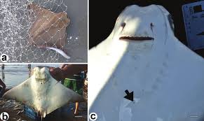 Image result for Rhinoptera brasiliensis