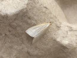 Attēlu rezultāti vaicājumam “Udea lutealis”