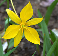 Attēlu rezultāti vaicājumam “Tulipa sylvestris”