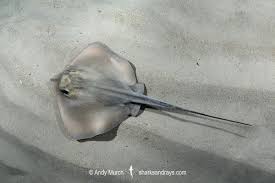 Image result for Dasyatis pastinaca