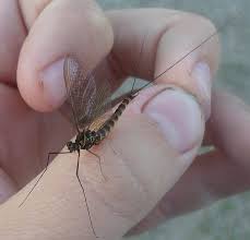 Attēlu rezultāti vaicājumam “Siphlonurus male”