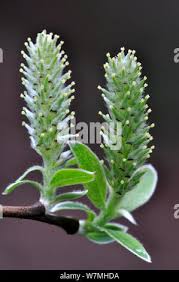 Attēlu rezultāti vaicājumam “Salix cinerea male flower”