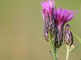Attēlu rezultāti vaicājumam “Serratula tinctoria flower”