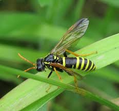 Attēlu rezultāti vaicājumam “Tenthredo scrophulariae”