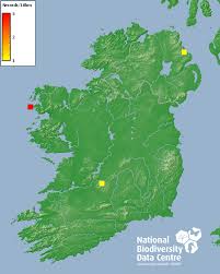 Attēlu rezultāti vaicājumam “Scapania lingulata”