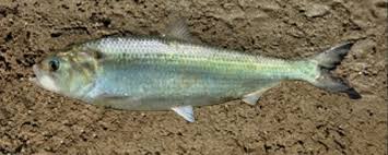 Image result for Alosa sapidissima