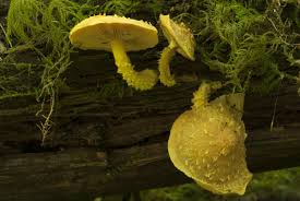 Attēlu rezultāti vaicājumam “Pholiota flammans”