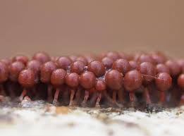 Attēlu rezultāti vaicājumam “Heterotrichia ferruginea (syn. Arcyria ferruginea)”