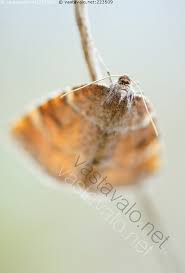 Attēlu rezultāti vaicājumam “Epirranthis diversata”