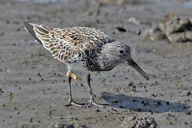 Image result for Calidris tenuirostris