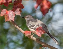 Image result for Mimus polyglottos