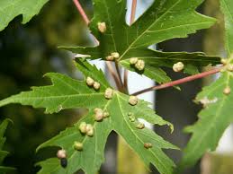 Attēlu rezultāti vaicājumam “Vasates quadripedes”