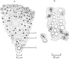 Attēlu rezultāti vaicājumam “Stemonitis fusca plasmodium”