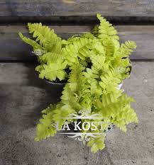 Image result for НЕФРОЛЕПИС (Nephrolepis