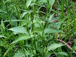 Attēlu rezultāti vaicājumam “Crepis paludosa leaf”