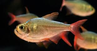 Attēlu rezultāti vaicājumam “Bilimbia tetramera”