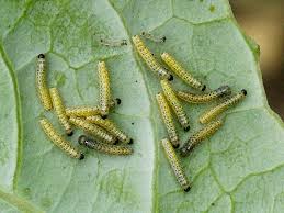 Attēlu rezultāti vaicājumam “Pieris brassicae larva”