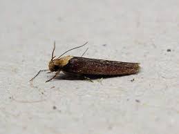 Attēlu rezultāti vaicājumam “Depressaria depressana”