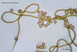 Attēlu rezultāti vaicājumam “Trichia botrytis var. cerifera”