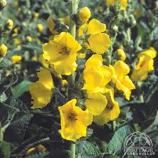 Attēlu rezultāti vaicājumam “Verbascum”