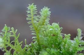 Attēlu rezultāti vaicājumam “Lophozia ventricosa”