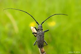 Attēlu rezultāti vaicājumam “Monochamus sutor”