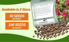 Attēlu rezultāti vaicājumam “Anthyllis arenaria”