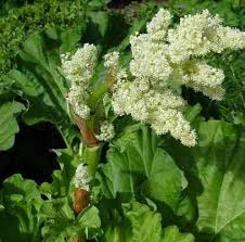 Attēlu rezultāti vaicājumam “Rheum rhabarbarum flower”