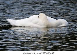 Attēlu rezultāti vaicājumam “Cygnus olor”