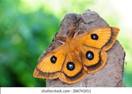 Attēlu rezultāti vaicājumam “Aglia tau”