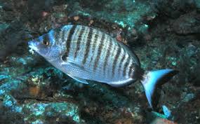 Image result for Diplodus puntazzo