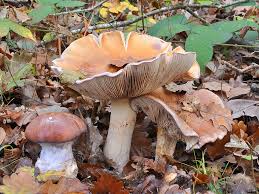 Attēlu rezultāti vaicājumam “Cortinarius praestans”