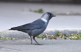 Attēlu rezultāti vaicājumam “Corvus monedula adult”