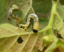 Attēlu rezultāti vaicājumam “Abraxas sylvata larva”