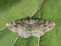 Attēlu rezultāti vaicājumam “Alcis repandata”