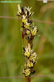 Attēlu rezultāti vaicājumam “Juncus squarrosus”