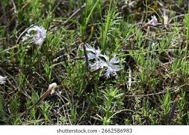 Attēlu rezultāti vaicājumam “Dianthus arenarius”