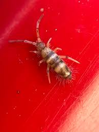 Attēlu rezultāti vaicājumam “Orchesella sp.”