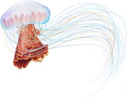 Image result for Cyanea capillata