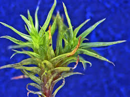 Attēlu rezultāti vaicājumam “Orthotrichum patens sporophyte”