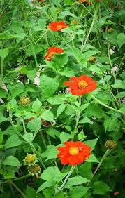 Image result for Zinnia violacea
