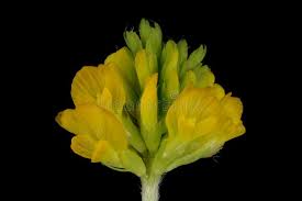 Attēlu rezultāti vaicājumam “Trifolium aureum leaf”