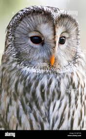 Attēlu rezultāti vaicājumam “Strix uralensis”