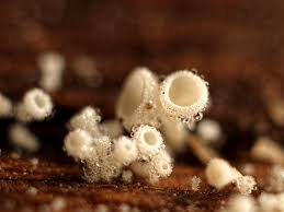 Attēlu rezultāti vaicājumam “Lachnum virgineum”