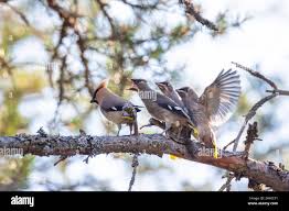 Attēlu rezultāti vaicājumam “Bombycilla garrulus adult”
