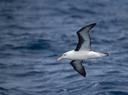 Image result for Thalassarche melanophris