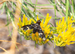 Attēlu rezultāti vaicājumam “Exoprosopa capucina”
