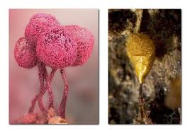 Attēlu rezultāti vaicājumam “Cribraria purpurea macro”