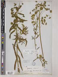 Attēlu rezultāti vaicājumam “Euphorbia virgata leaf”