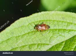 Attēlu rezultāti vaicājumam “Lygus pratensis”